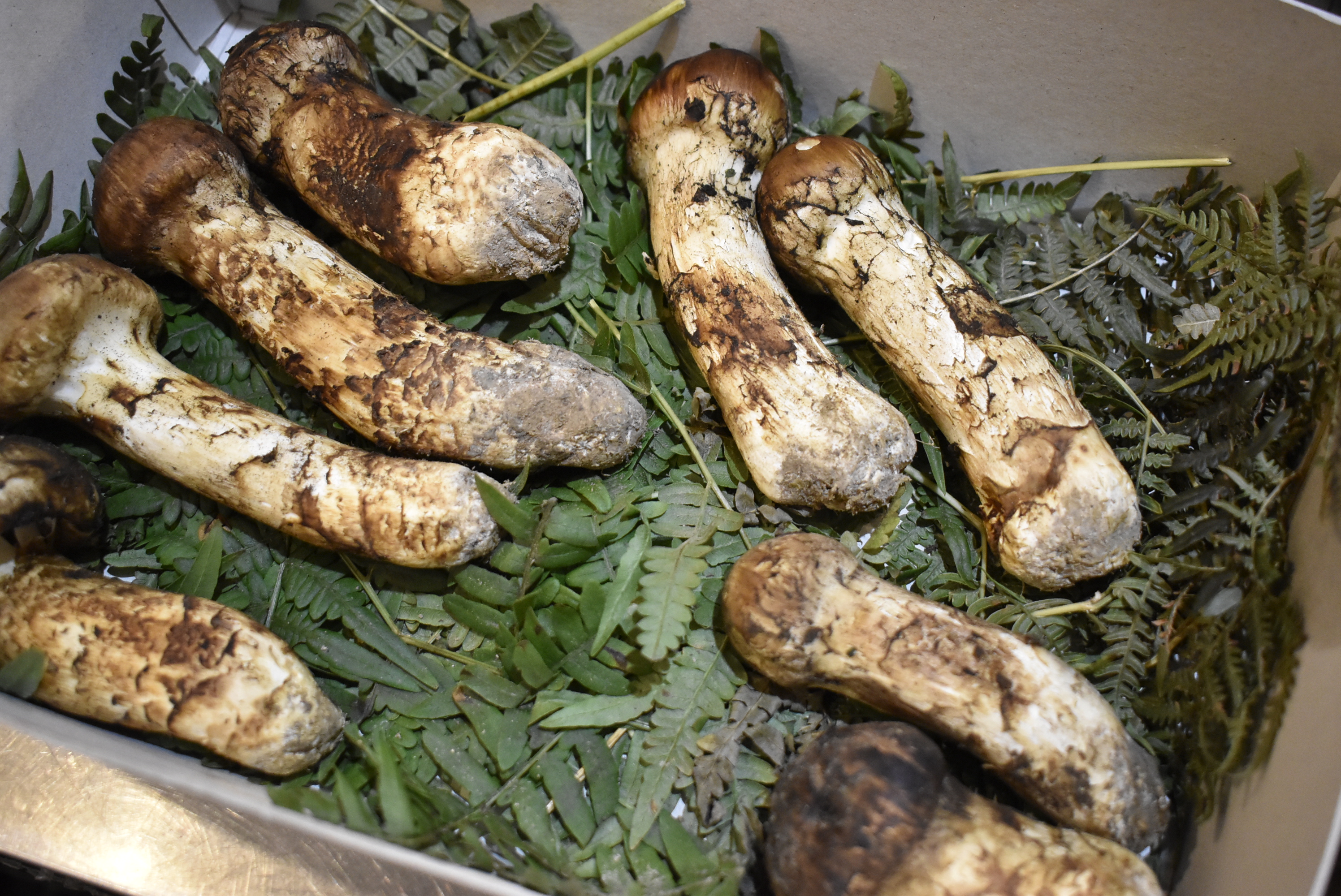 国産松茸〔岩手県産〕を本日入荷しました 神戸三宮の地鶏安東 地