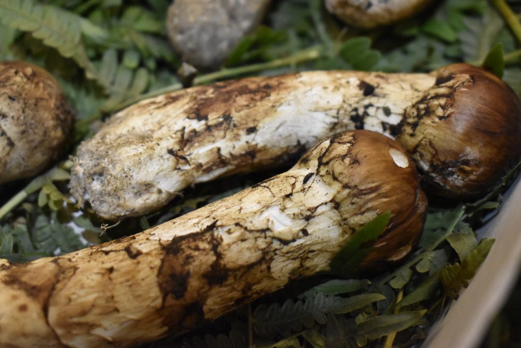 国産松茸〔岩手県産〕を本日入荷しました 神戸三宮の地鶏安東 地